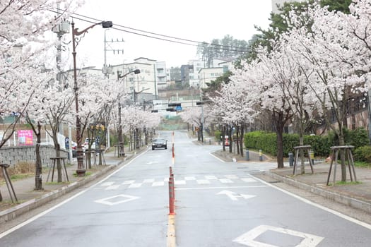 White cherry blossom in garden. Trees with white cherry flowers with lovely scenic view