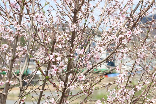 White petals of Nanking cherry (Prunus tomentosa) with green leaves. Mountain cherry flowers in spring season
