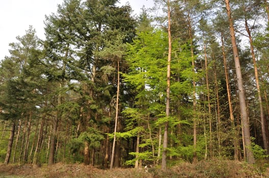 Communal forest of Saint-Pierre-Lès-Elbeuf
