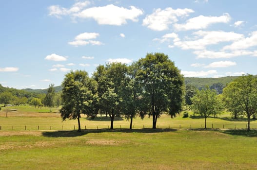 Trees in fields