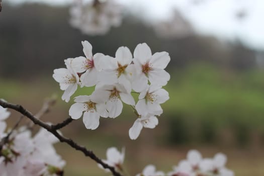 Blossoming white cherry flowers in spring time with green leaves