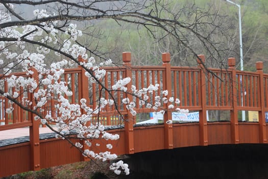 White cherry blossom in garden. Trees with white cherry flowers with lovely scenic view