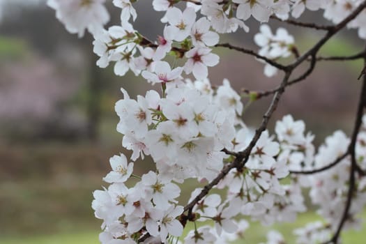 Blossoming white cherry flowers in spring time with green leaves