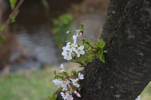 Blossoming white cherry flowers in spring time with green leaves