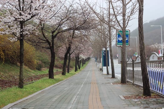 White cherry blossom in garden. Trees with white cherry flowers with lovely scenic view
