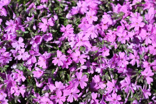 Lovely Purple Verbeba Flowers in a small garden. Verbena purple petals and green leaves.
