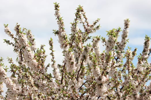 White petals of Nanking cherry (Prunus tomentosa) with green leaves. Mountain cherry flowers in spring season