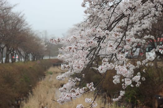 White cherry blossom in garden. Trees with white cherry flowers with lovely scenic view