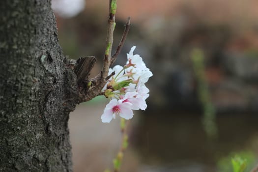 Blossoming white cherry flowers in spring time with green leaves