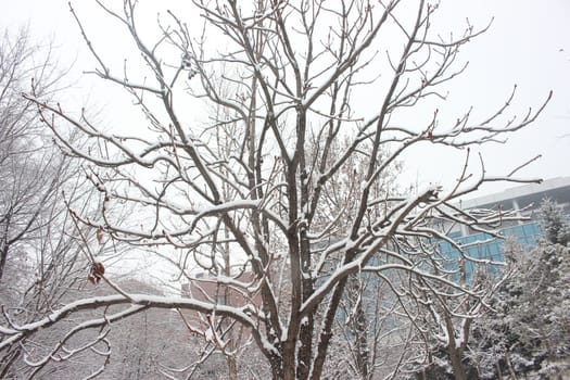 snow on ground and tree branches in winter snowfall season in month of December and January