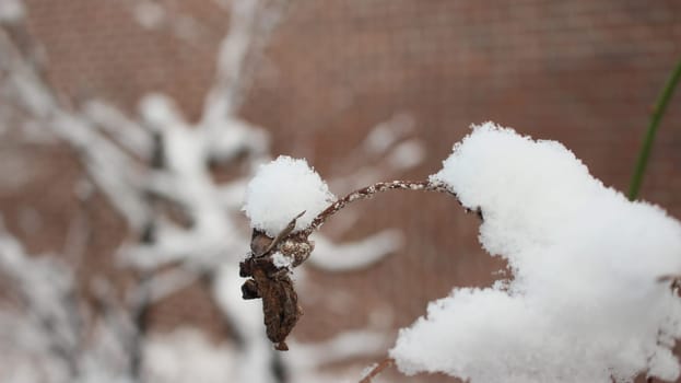 Snow on leaves of plant during snowfall winter season. closeup view of snowflakes on plant in park
