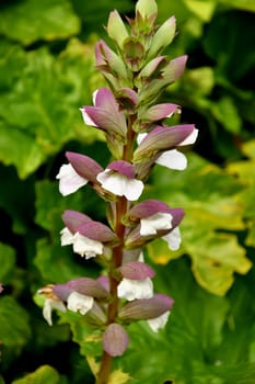 Acanthus, medicinal plant with flower