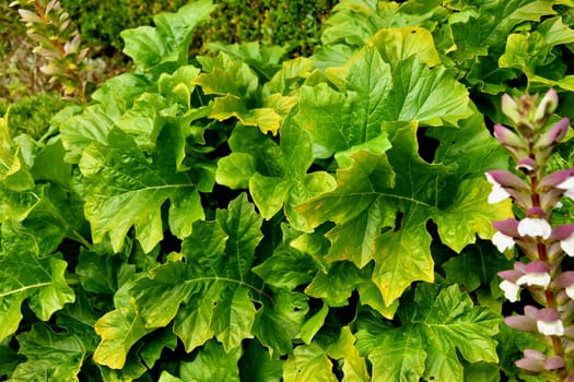 Acanthus, medicinal plant with green leaves