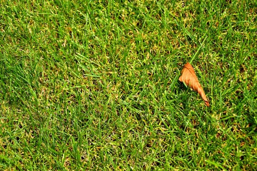 autumnal colored leaf on green grass
