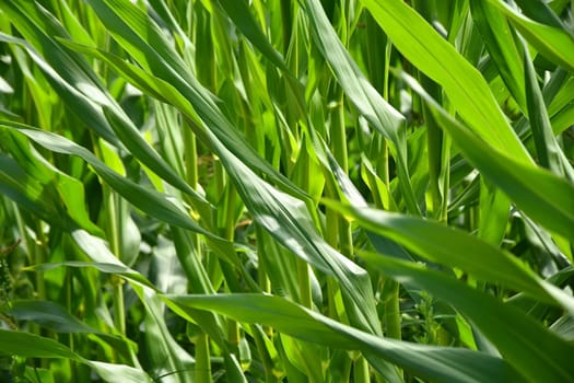 corn field with young plants