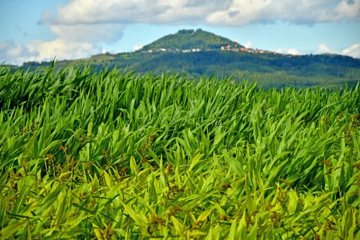 corn field with mountain in the background