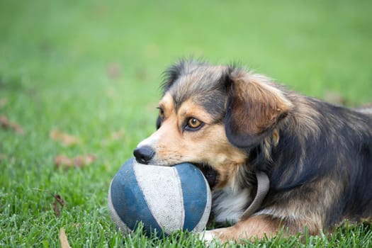 Dog playing with the ball in the yard.