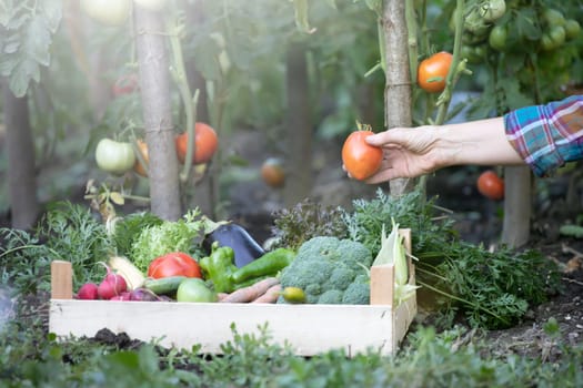 Hands harvesting fresh organic tomatoes in the garden. Gardening concept