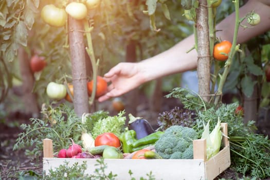 Hands harvesting fresh organic tomatoes in the garden. Gardening concept
