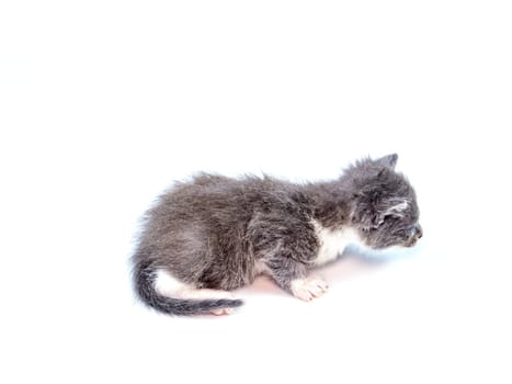 Little gray kitten on a white background. Born kitten. Pets. Domestic cat. Predators of the kitten family. Animal fur. Animal head. Background image. Place for text.