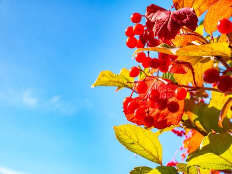 Red viburnum against the blue sky in autumn. Harvest the fruits of the red viburnum. Red autumn foliage. Blue sky. Ethnoscience. Autumn season. Natural landscape. Background image.