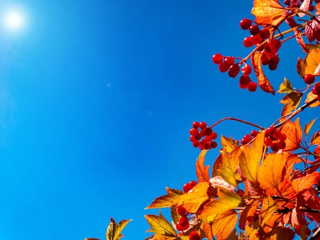 Red viburnum against the blue sky in autumn. Harvest the fruits of the red viburnum. Red autumn foliage. Blue sky. Ethnoscience. Autumn season. Natural landscape. Background image.
