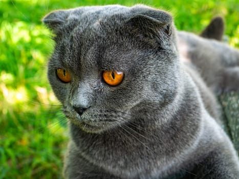 Portrait of a Scottish Fold cat with orange eyes. Gray Scottish Fold. British cat breed. Kitten with brown eyes. Pets. Predators of the kitten family. Pets on the street. Background image.
