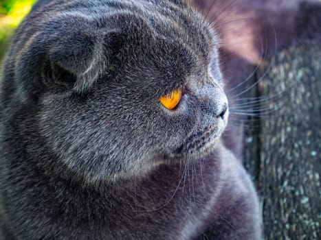 Portrait of a Scottish Fold cat with orange eyes. Gray Scottish Fold. British cat breed. Kitten with brown eyes. Pets. Predators of the kitten family. Pets on the street. Background image.