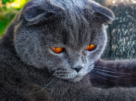 Portrait of a Scottish Fold cat with orange eyes. Gray Scottish Fold. British cat breed. Kitten with brown eyes. Pets. Predators of the kitten family. Pets on the street. Background image.