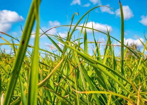 Green meadow grass against the blue sky. Green grass field. Cloudy horizon. White clouds in the blue sky. Sunny clear day. Summer tourism season. Natural landscape. Place for your text.