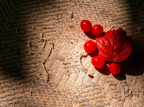 Autumn harvest of red viburnum on the table. Harvest the fruits of the red viburnum. Red autumn foliage. Sunlight. Ethnoscience. Autumn season. Background image. Place for text.