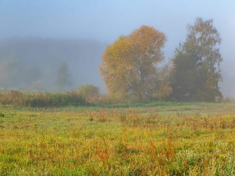 Trees in the meadow in the morning fog. Morning sunrise. Deruvia in the thick fog. Non-flying weather. Conditions of poor visibility. Natural landscape. Weather. Synoptic. Weather forecast.