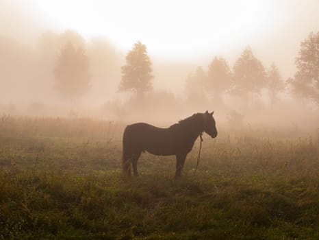 The horse grazes in the meadow in the morning fog. Horse farm. Morning sunrise. Deruvia in the thick fog. Conditions of poor visibility. Natural landscape. Weather. Synoptic. Weather forecast.