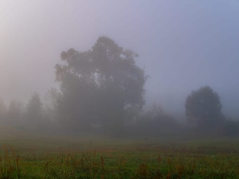 Trees in the meadow in the morning fog. Morning sunrise. Deruvia in the thick fog. Non-flying weather. Conditions of poor visibility. Natural landscape. Weather. Synoptic. Weather forecast.