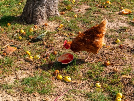 A brown hen eats a watermelon in an apple orchard. A chicken with a red comb pecks on food. Cock. Bird farm. Poultry keeping. Chicken meat. Feed poultry. Agriculture. Household in the village.