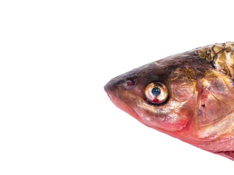 Chub fish head isolated on white background. Fishing catch chub. Freshwater fishing. Fish day. Cooking food. Menu of dishes. Fins. White background. Product. Place for text. Poster.
