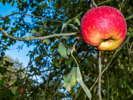 Red apple on a tree branch in the garden. Harvesting fruit apples. Farm. Apple orchard. Vitamins of apples. Agriculture. Green leaves of trees. Blue sky. Summer season. Place for your text.