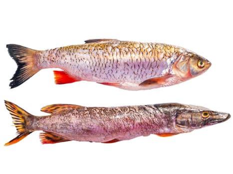 Pike and chub fish isolated on white background. Fishing catch of pike and chub. Freshwater fishing. Fish day. Cooking food. Menu of dishes. Fins. White background. Product. Place for text. Poster.