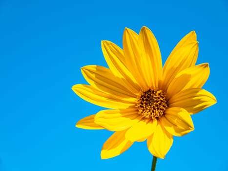 Yellow flower Jerusalem artichoke against the sky. Blue sky. Earthen pear. Blooming Jerusalem artichoke. Clear sunny autumn day. Harvesting. Jerusalem artichoke. Ethnoscience. Place for the test.