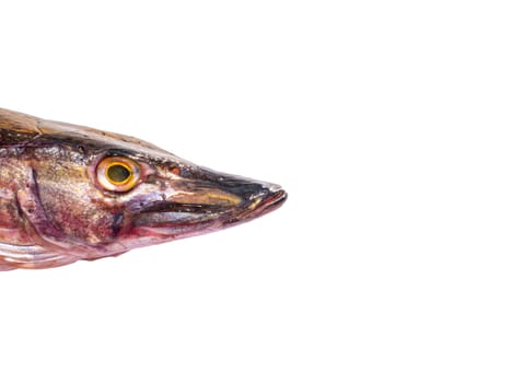Pike predatory fish head isolated on white background. Fishing catch of pike. Freshwater fishing. Fish day. Cooking food. Menu of dishes. Fins. White background. Product. Place for text. Poster.