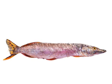 Predatory pike fish isolated on white background. Fishing catch of pike. Freshwater fishing. Fish day. Cooking food. Menu of dishes. Fins. White background. Product. Place for text. Poster.
