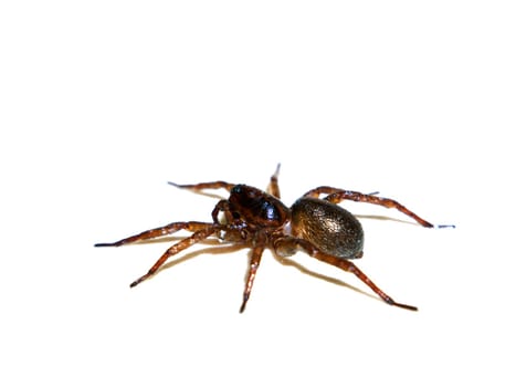 Spider Tegenaria domestica in front of a white background. House spider. Predatory insect. Cobweb Tegenaria domestica. Animals are apiaries. Hunter. The world of nature. Place for your text.