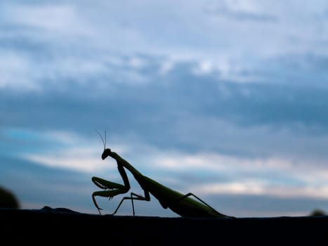 Animal insect green religious mantis is a family of arthropods. A flying insect is a green religious mantis. Canibalism in animals. Beetle insect outline. Cloudy evening sky. Nature. Background.