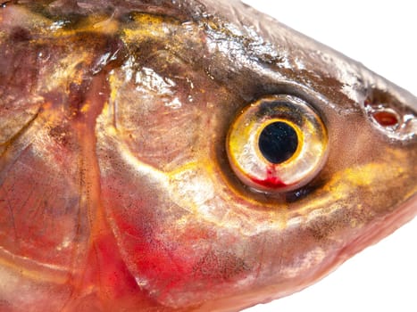 Chub fish head isolated on white background. Fishing catch chub. Freshwater fishing. Fish day. Cooking food. Menu of dishes. Fins. White background. Product. Place for text. Poster.