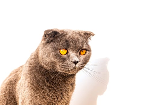 Gray fold Scottish cat on a white background. Kittens. Pets. Scottish Fold kitten look. British breed. Predators of the cat family. Animal world. The shadow of the animal. Place for text. Background.