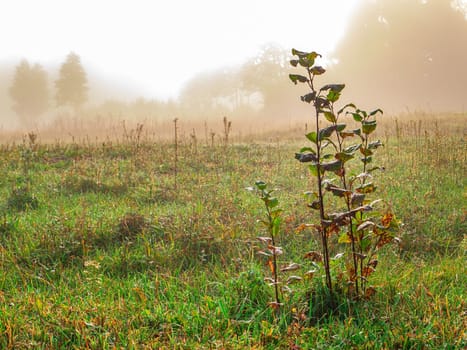 Trees in the meadow in the morning fog. Morning sunrise. Deruvia in the thick fog. Non-flying weather. Conditions of poor visibility. Natural landscape. Weather. Synoptic. Weather forecast.