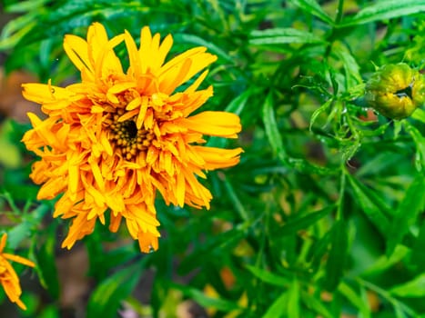 Blooming orange marigold flower with green foliage. Garden floriculture. Blooming marigold flower. Summer season. Background image. Place for text. Bouquet.
