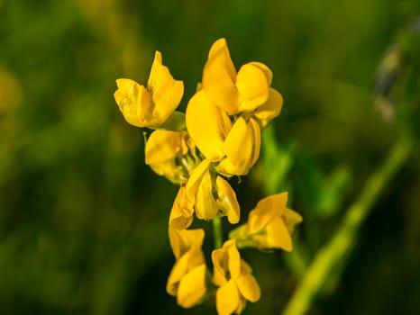 Yellow flowers of field plants in the sunlight. Background image. Admire the view. Nature. Summer day. Natural conditions. Macro photo.