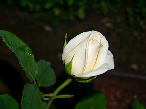 Blooming flower buds of a white garden rose. Gardening. Floriculture. Growing flowers. Festive bouquet of white roses. Congratulate. Valentine's Day. Bridal bouquet. Greeting card. Present.