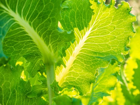Green leaves of lettuce on a bed of a farm field in the sun. Agricultural crop. Harvesting. Summer day. Vitamin salad. Background image. Template with place for text. Poster.